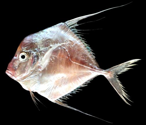 Alectis alexandrina_004.jpg